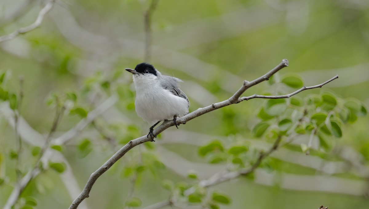 Yucatan Gnatcatcher - ML637945416
