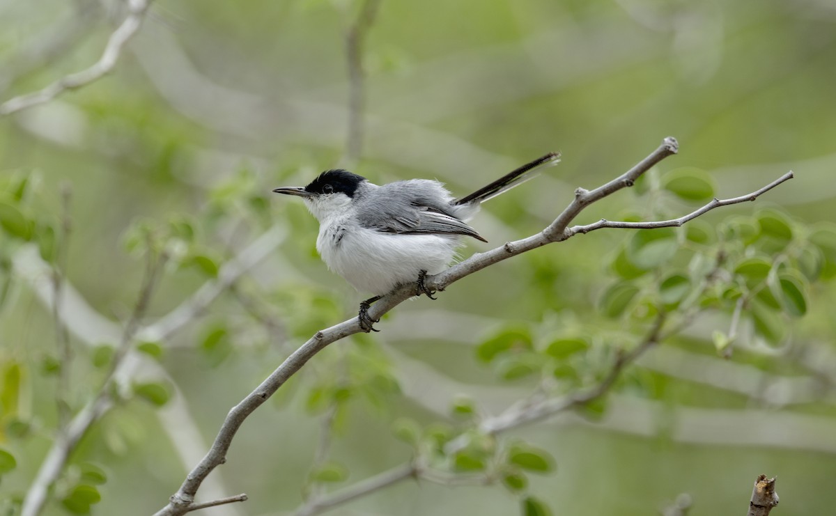 Yucatan Gnatcatcher - ML637945424