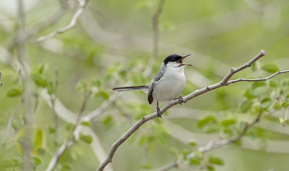Yucatan Gnatcatcher - ML637945428