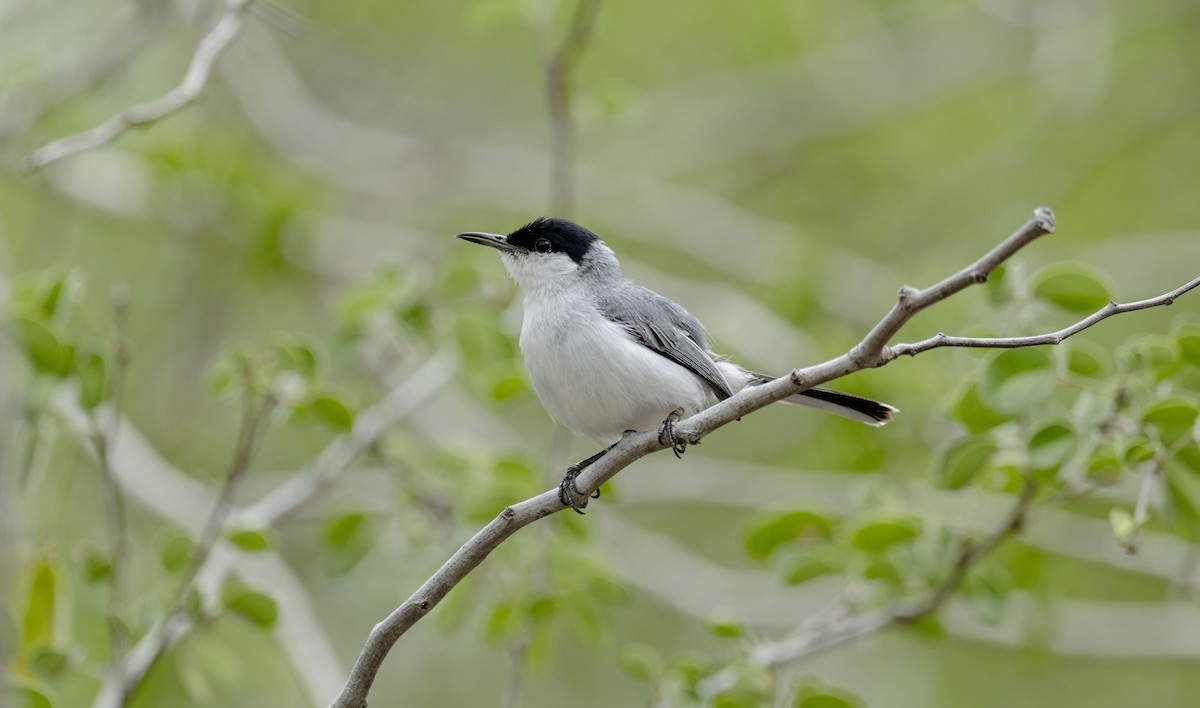Yucatan Gnatcatcher - ML637945436