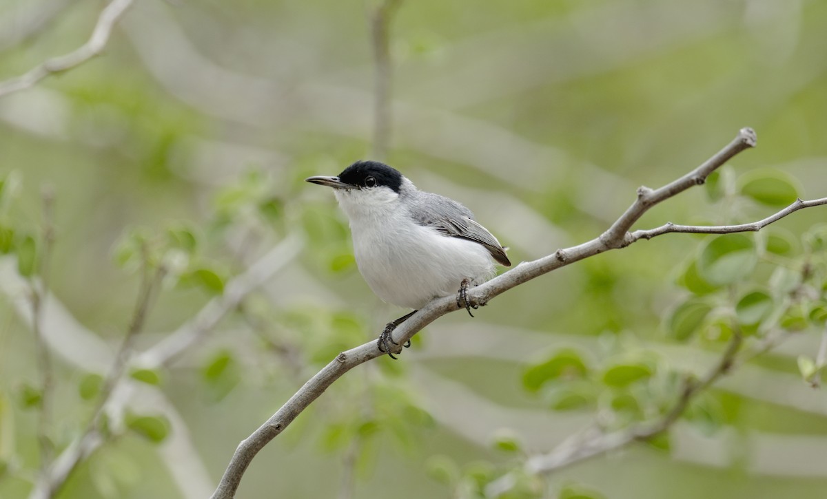 Yucatan Gnatcatcher - ML637945445