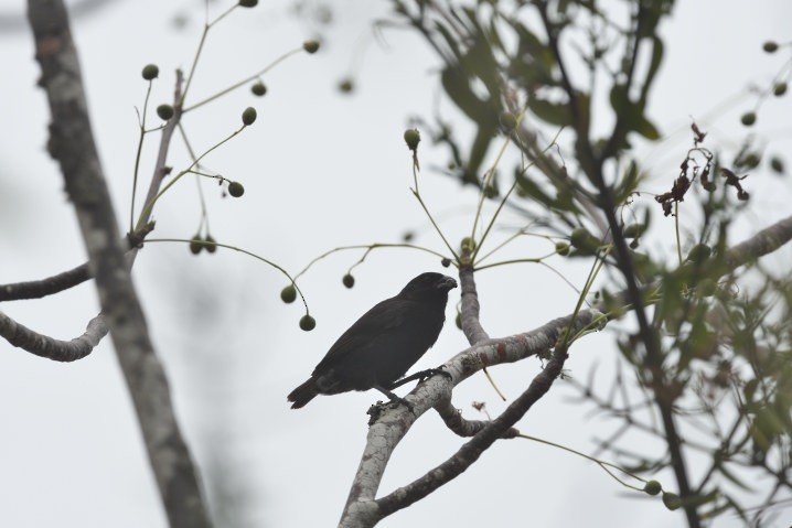 Common Cactus-Finch - ML637945446