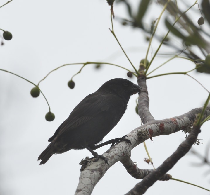 Common Cactus-Finch - ML637945455