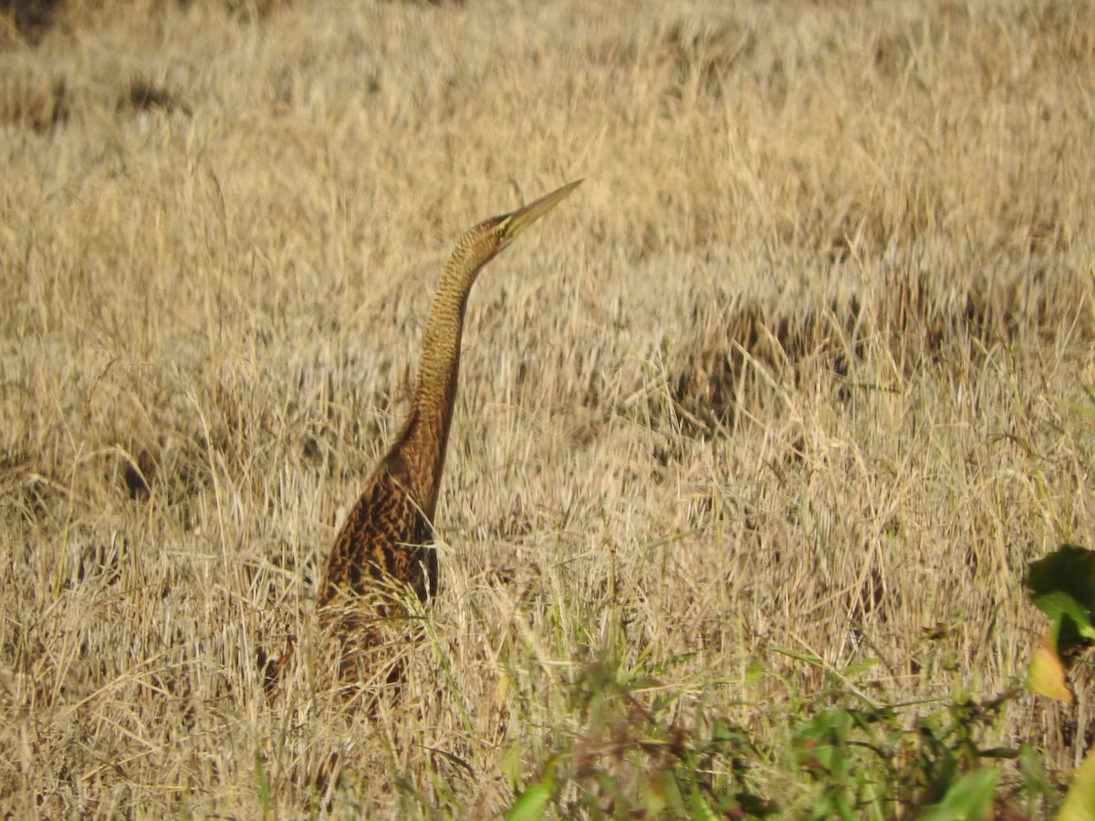 Pinnated Bittern - ML637945472
