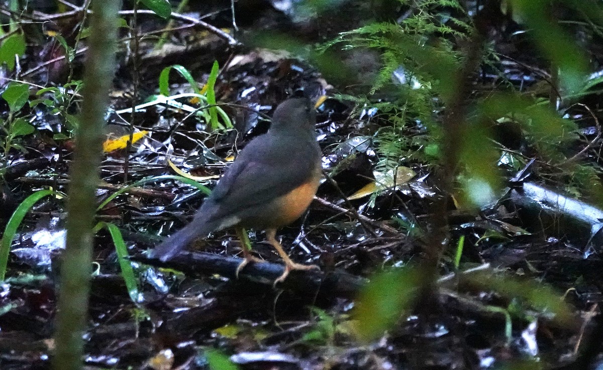 Olive Thrush - ML637945474
