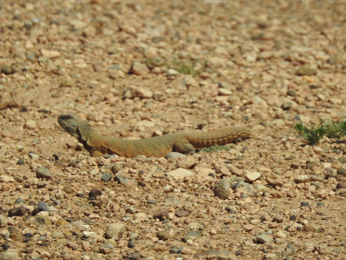 Animals - ML637945520