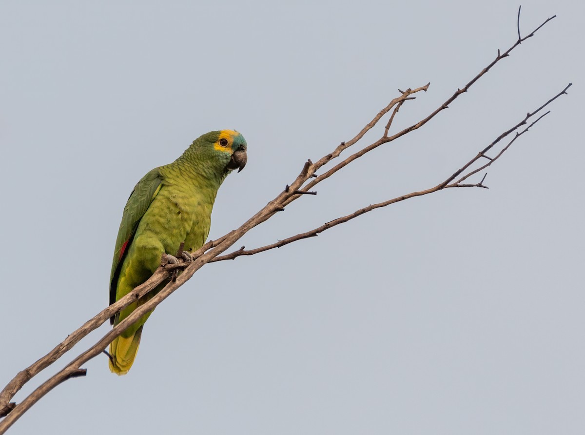 Turquoise-fronted Amazon - ML637945541