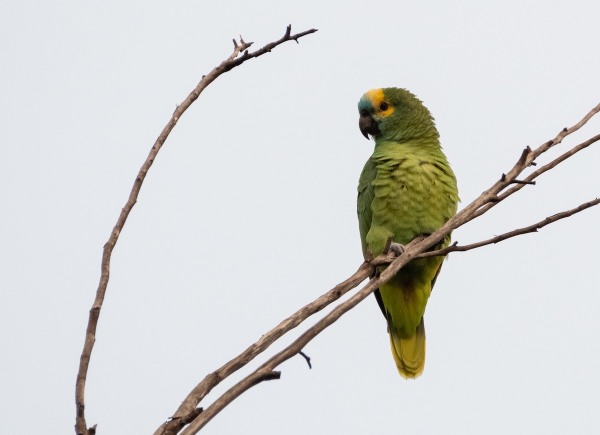 Turquoise-fronted Amazon - ML637945542