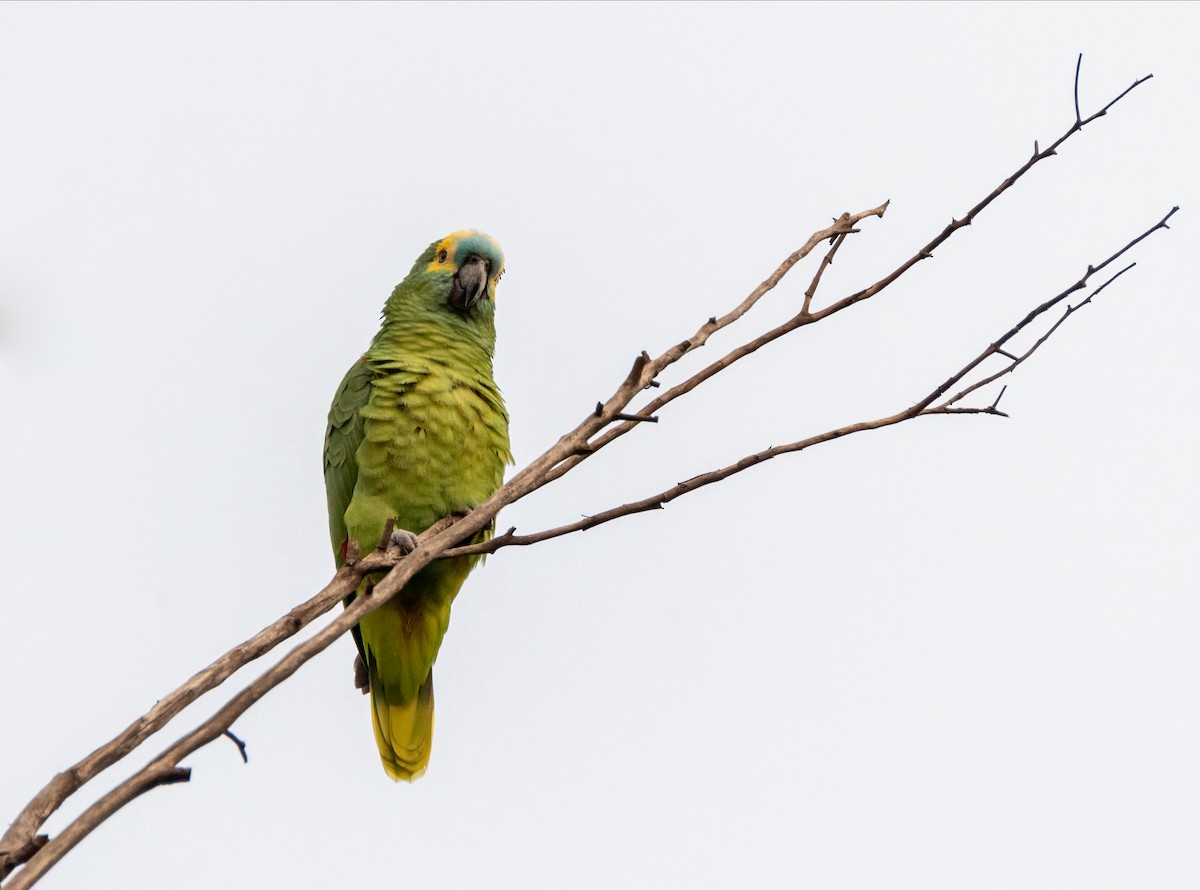 Turquoise-fronted Amazon - ML637945543