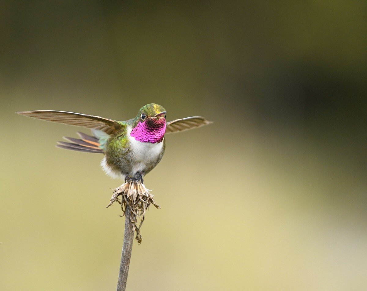 Broad-tailed Hummingbird - ML637945558