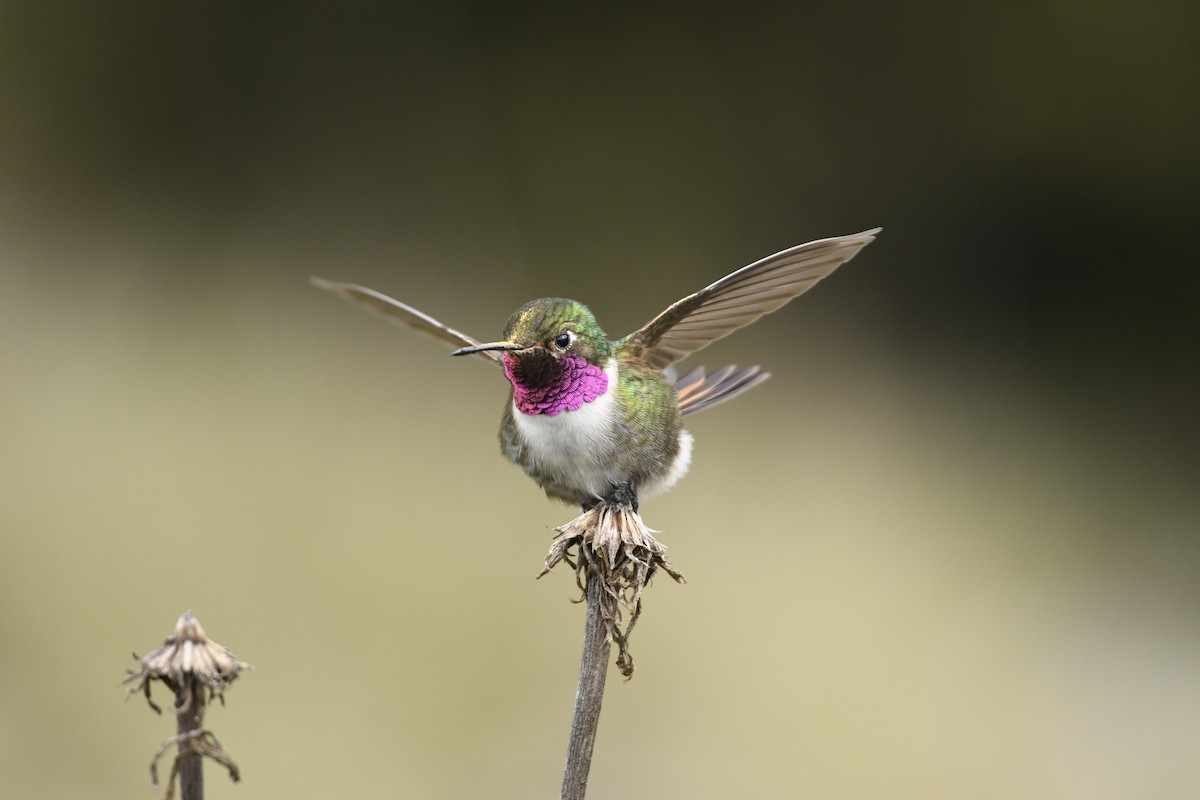Broad-tailed Hummingbird - ML637945562