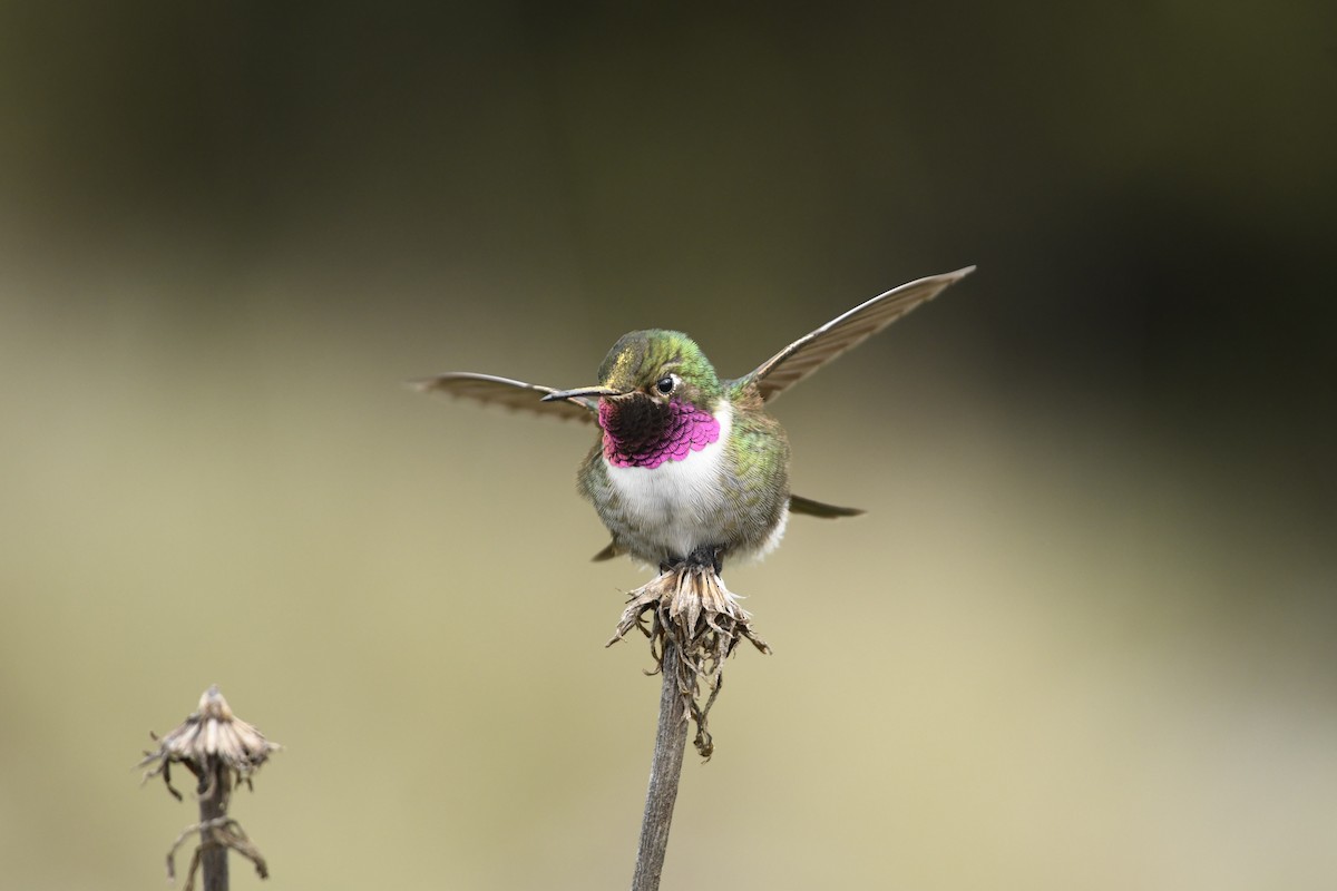 Broad-tailed Hummingbird - ML637945563