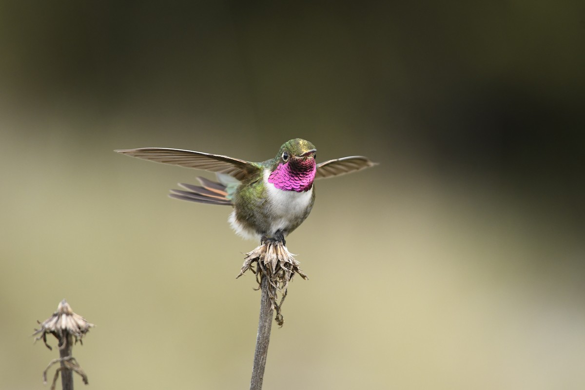 Broad-tailed Hummingbird - ML637945565
