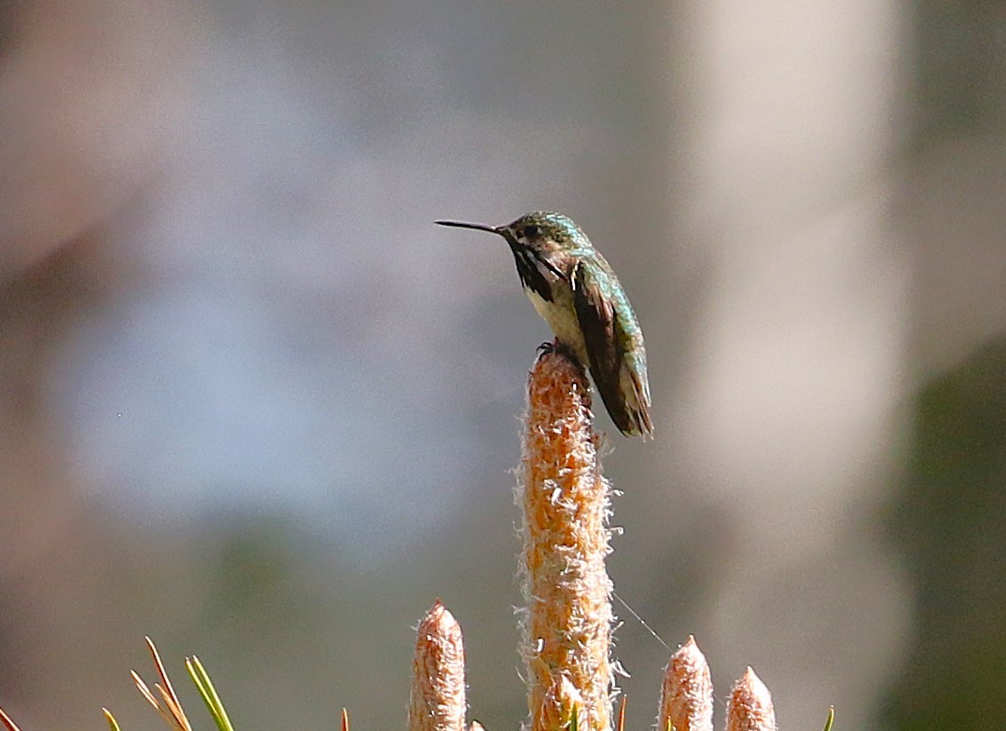 Calliope Hummingbird - ML637945589
