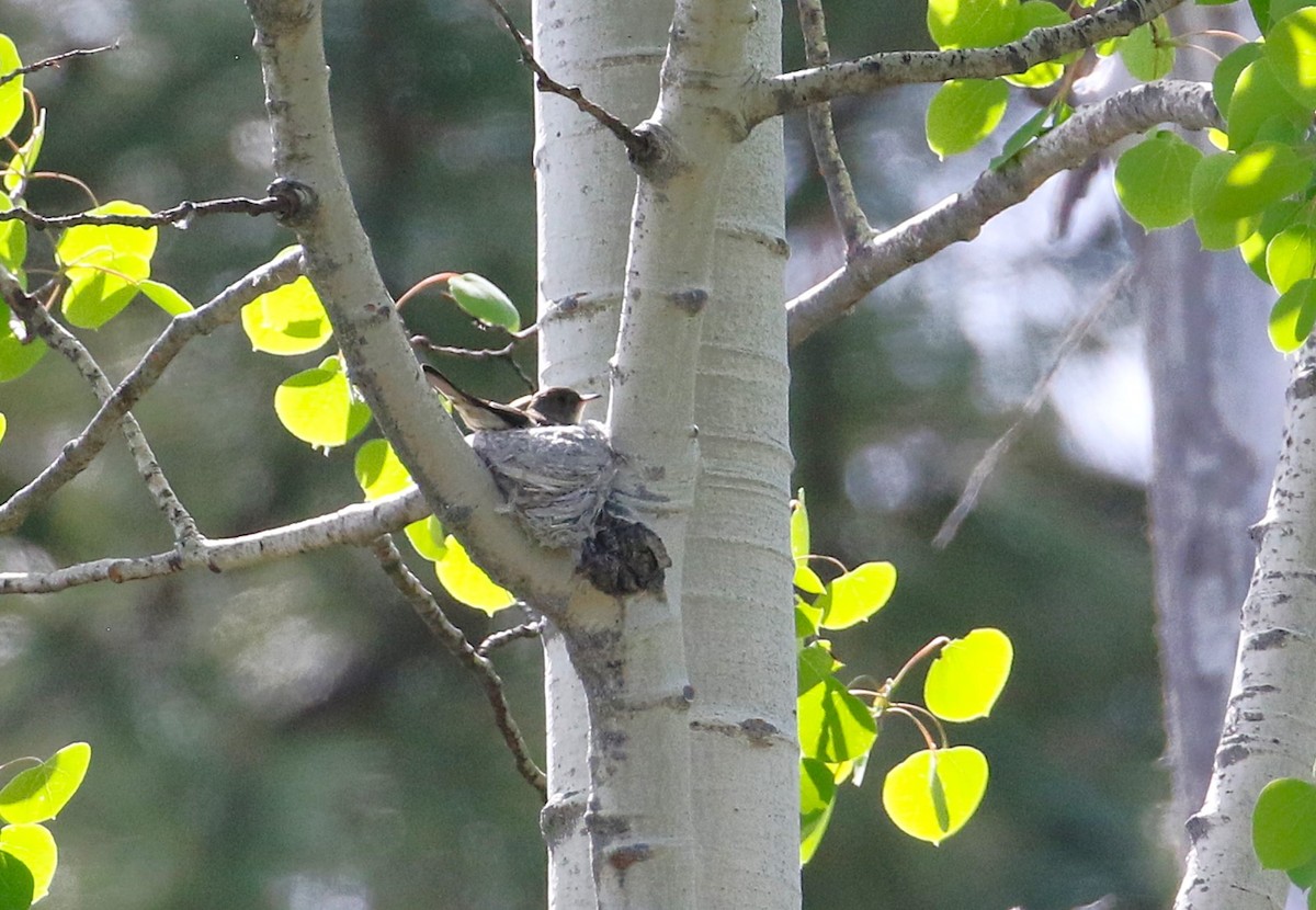 Western Wood-Pewee - ML637945592