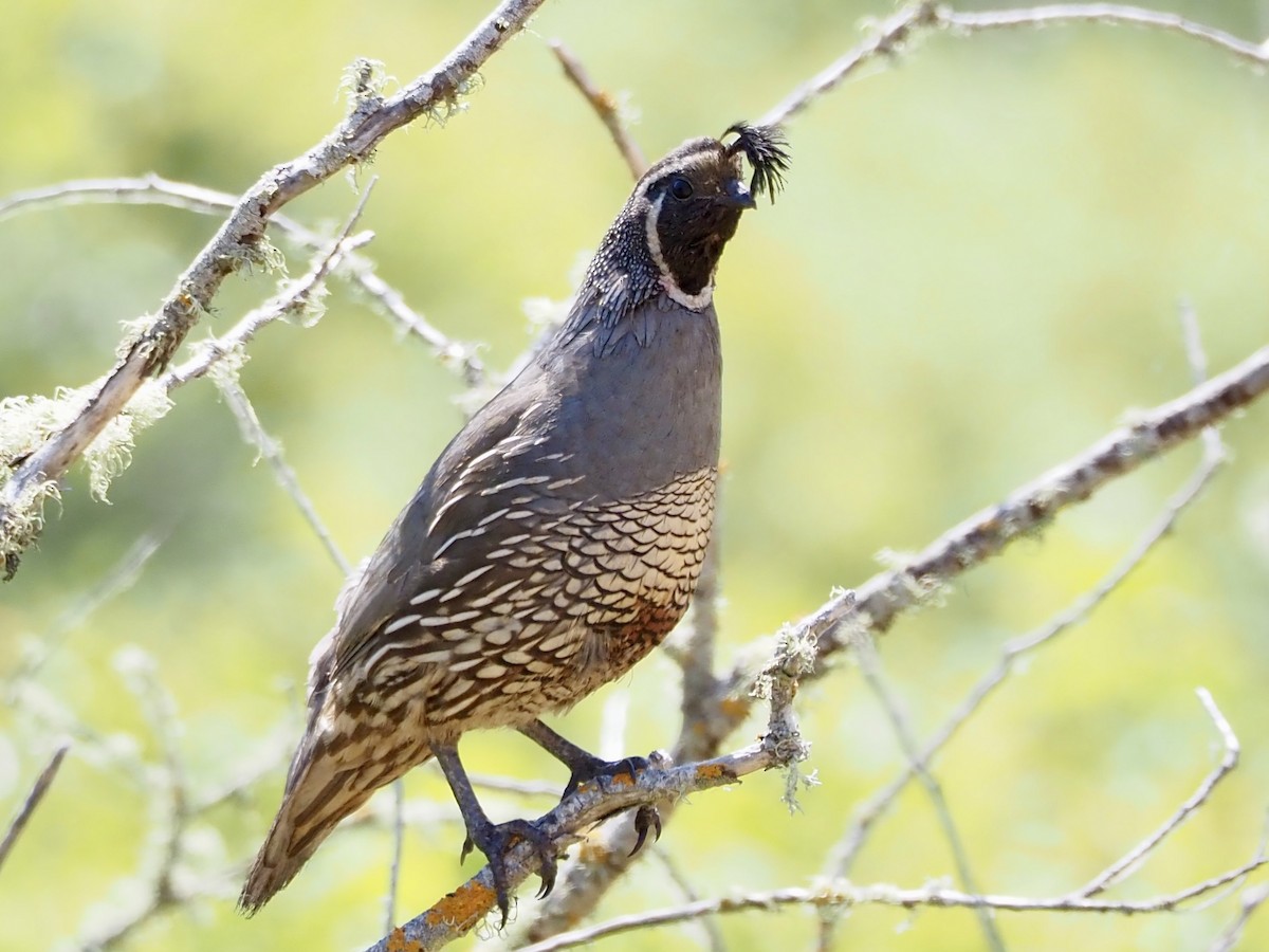 California Quail - ML637945608
