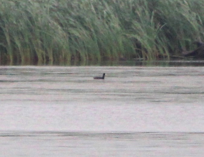 American Coot - ML637945617