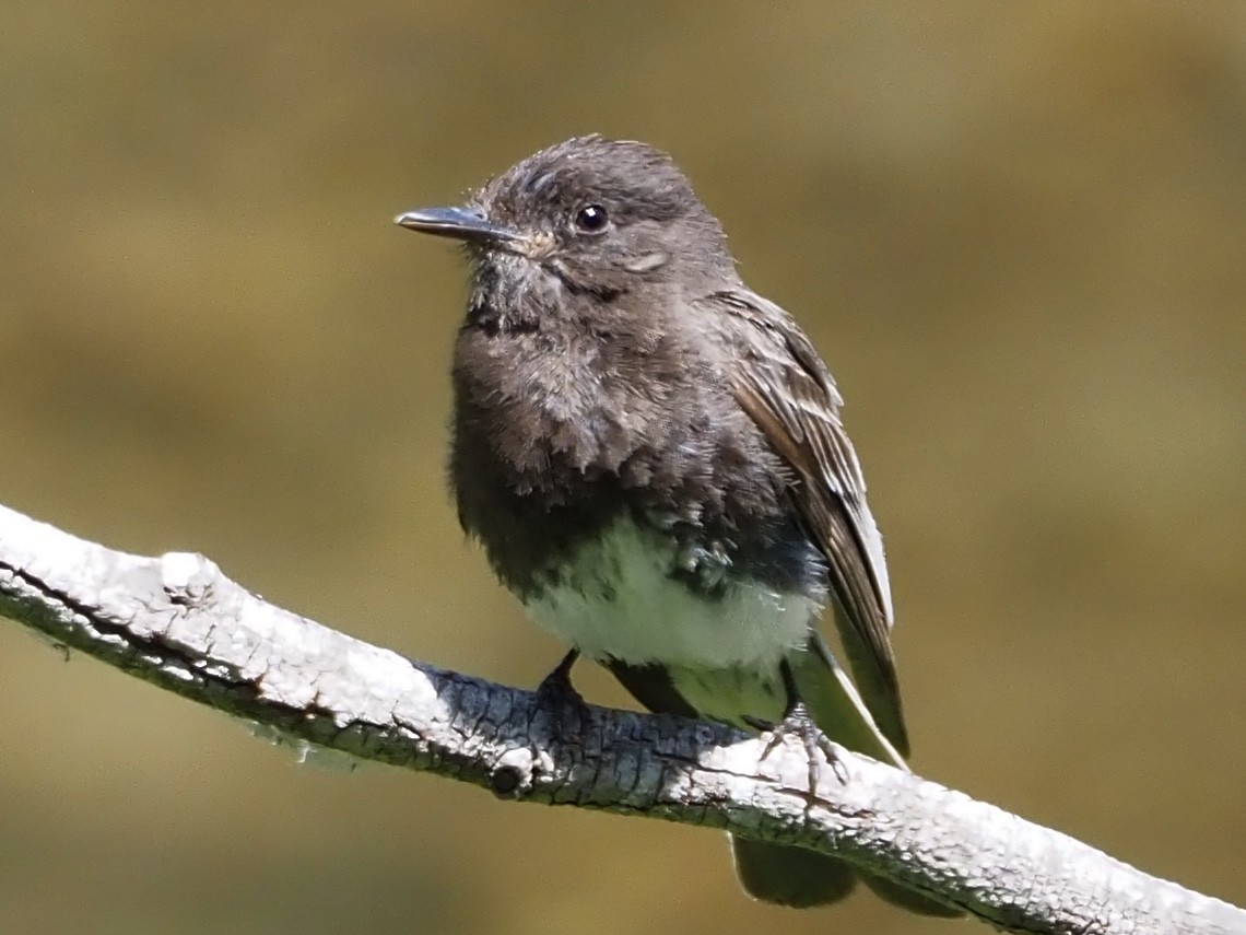 Black Phoebe - ML637945647