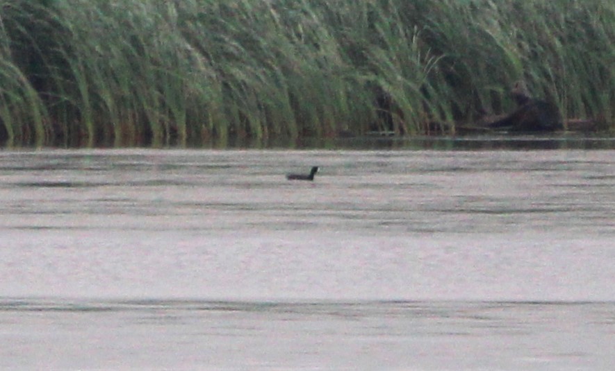 American Coot - ML637945648
