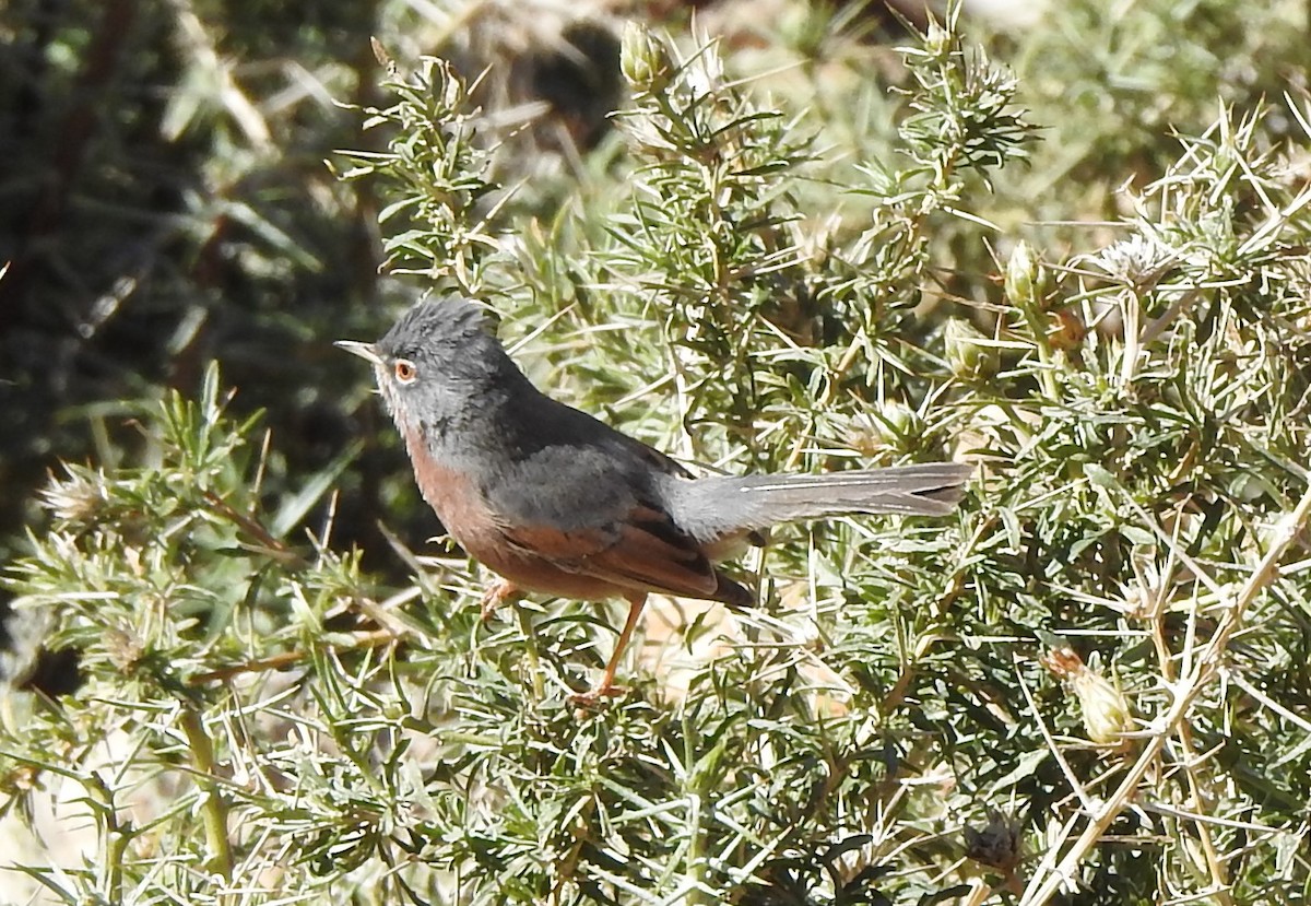 Tristram's Warbler - ML637945679