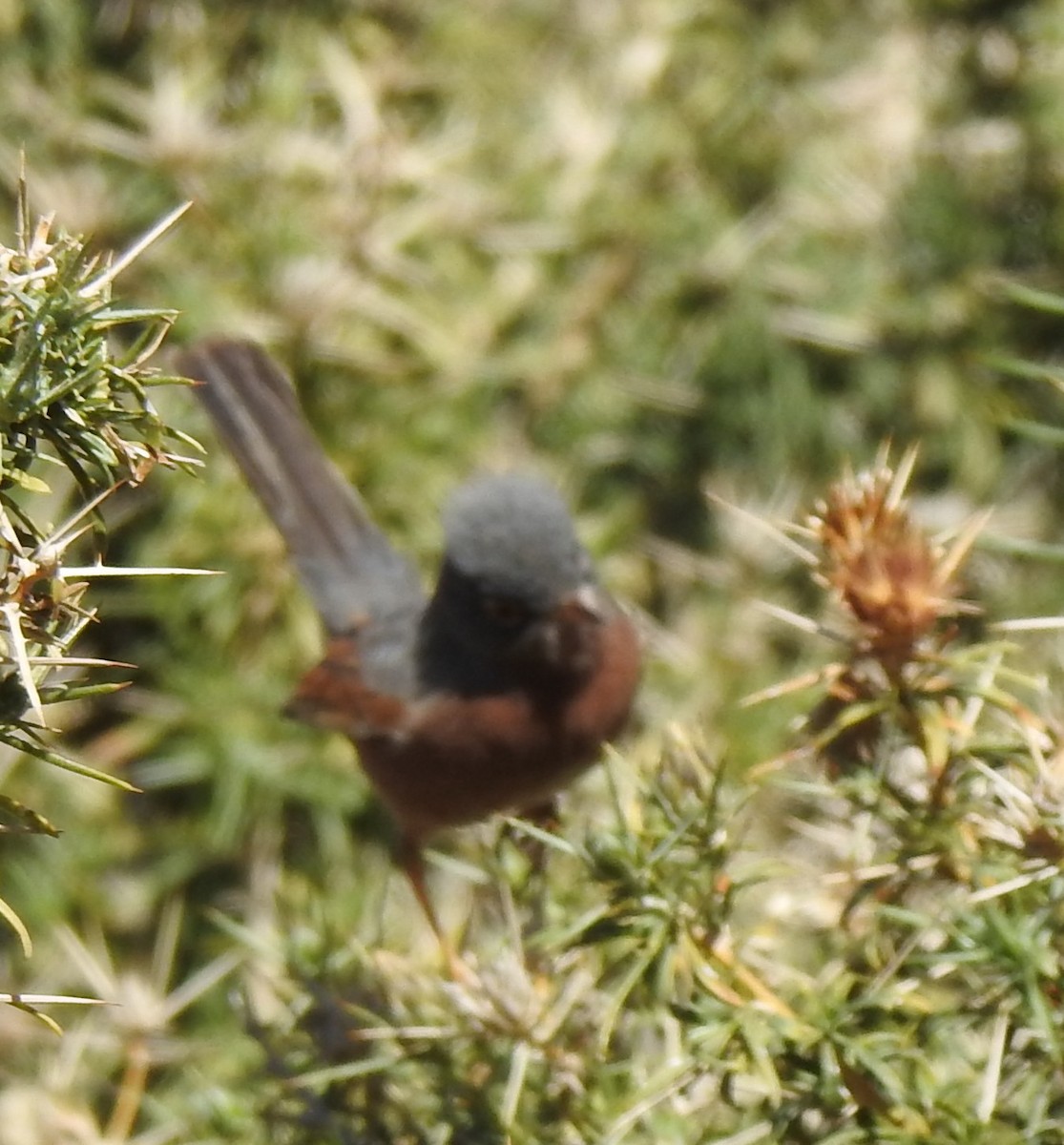 Tristram's Warbler - ML637945684