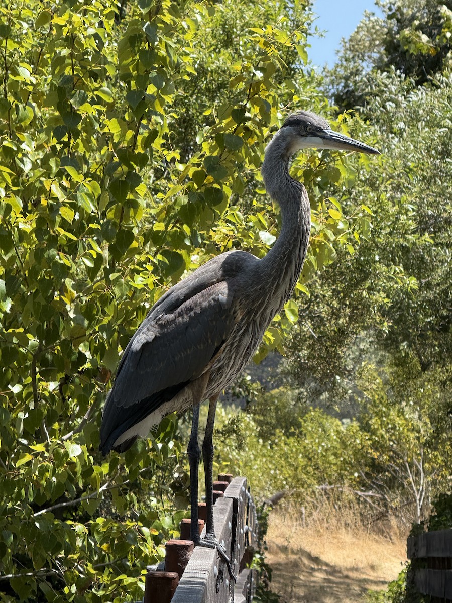 Great Blue Heron (Great Blue) - ML637945708
