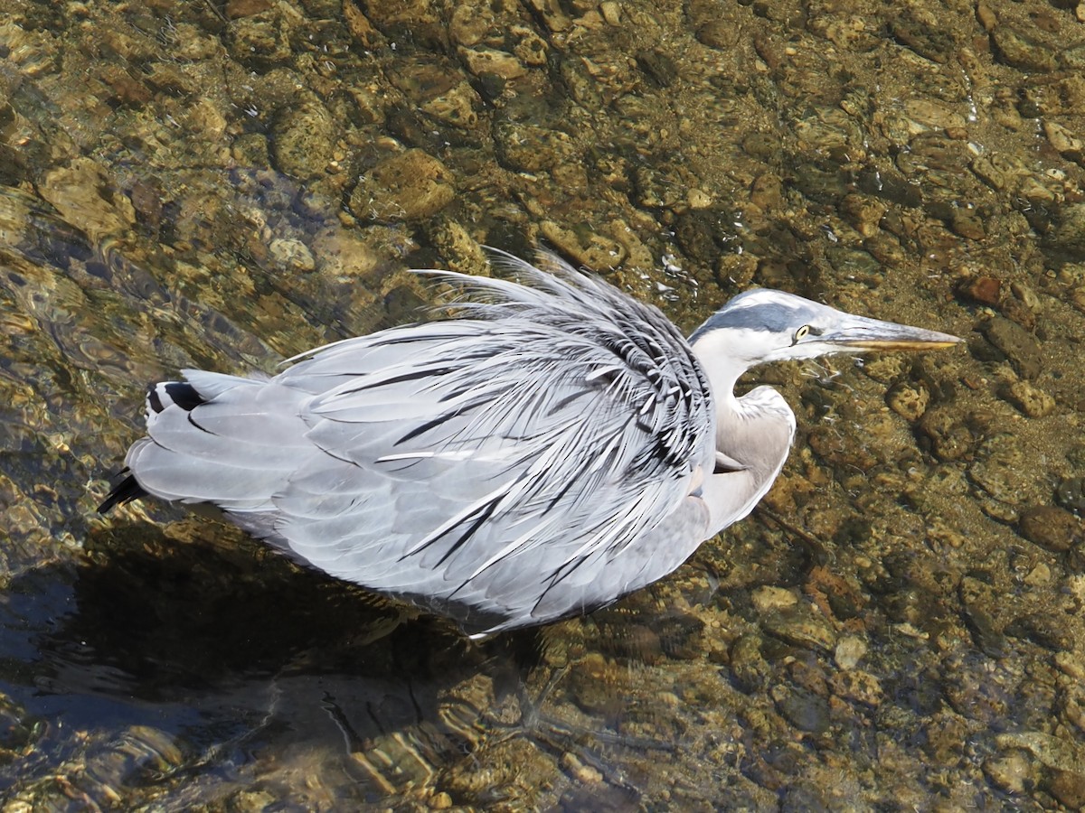 Great Blue Heron (Great Blue) - ML637945722
