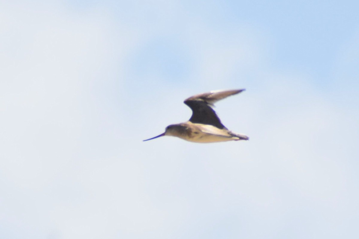 Terek Sandpiper - ML637945723