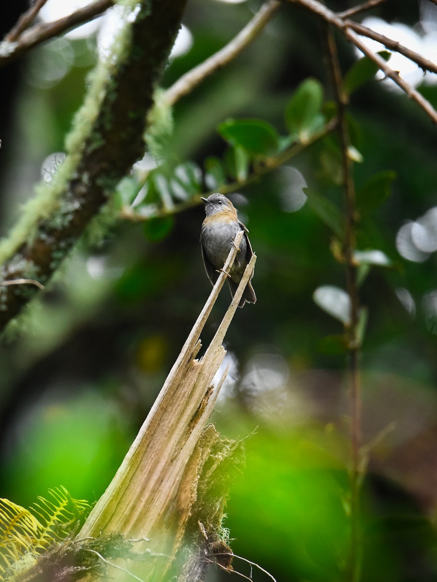 Black-billed Nightingale-Thrush - ML637945747