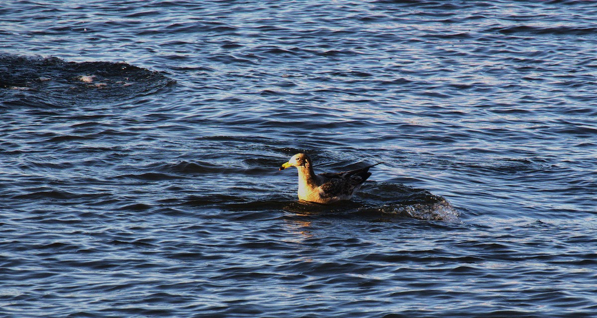 Olrog's Gull - ML637945757