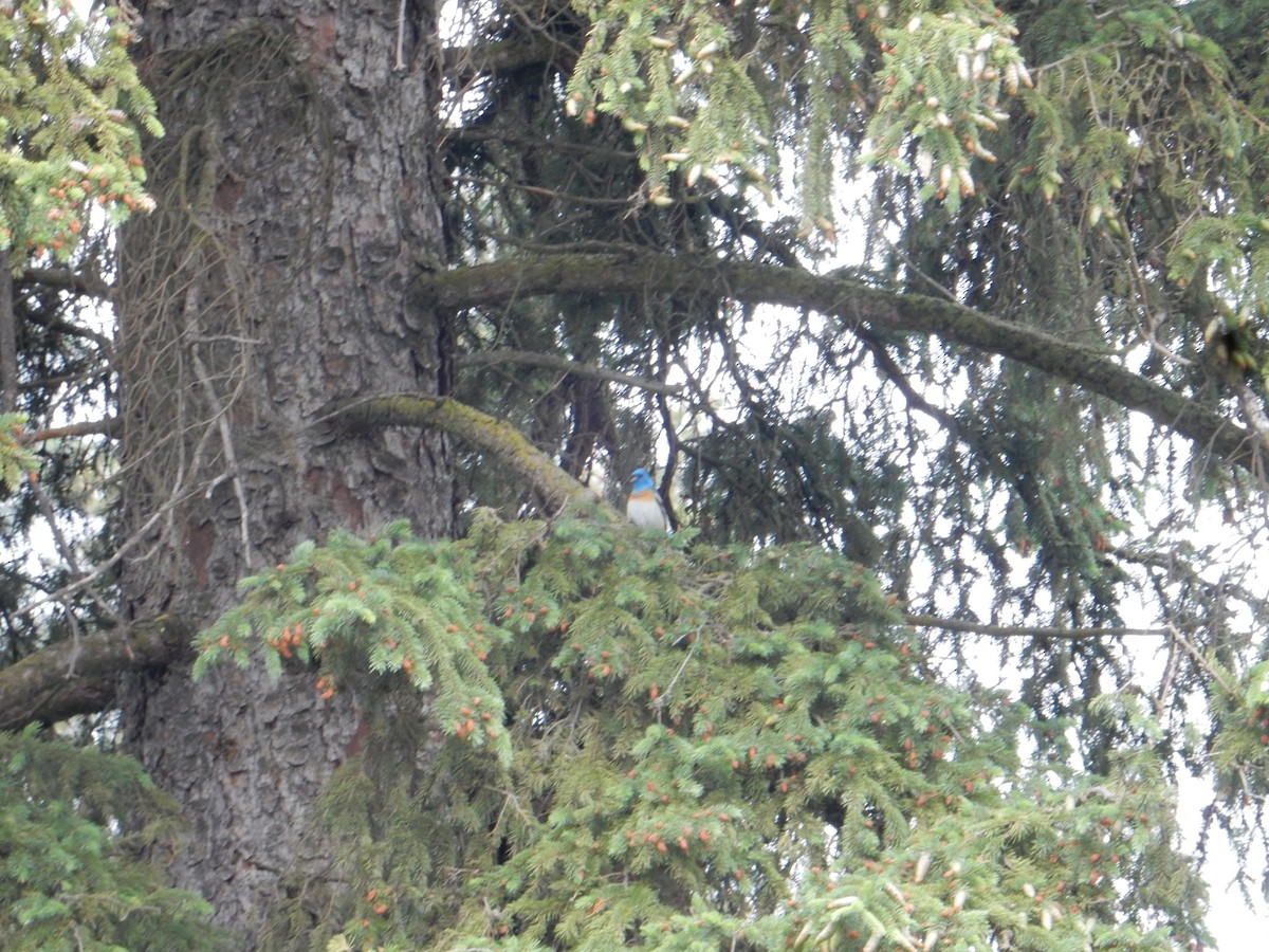Passerin azuré - ML637945787
