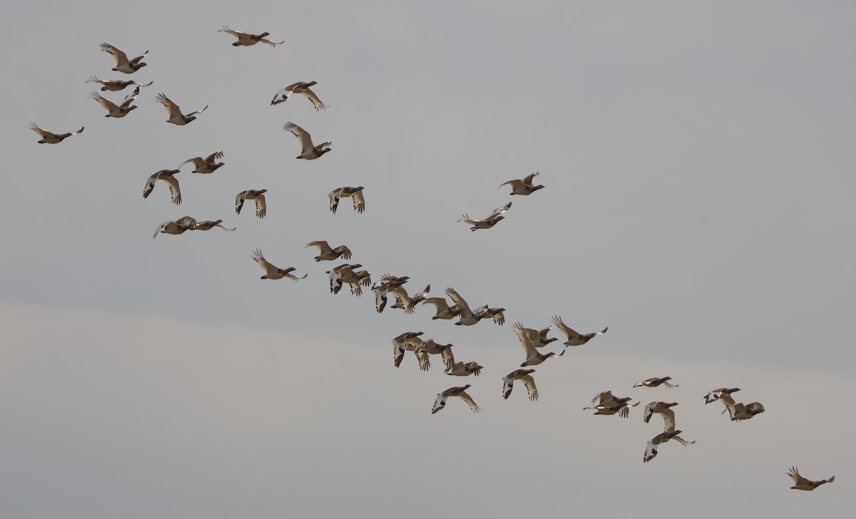 Little Bustard - ML637945793