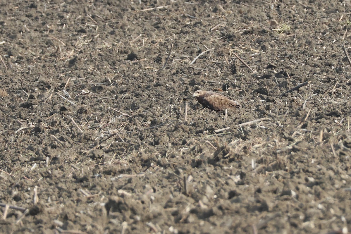 Steppe Eagle - ML637945795