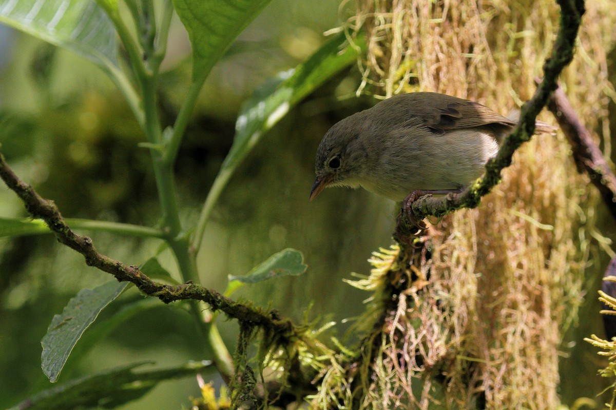 Waldsänger-Darwinfink - ML637945799
