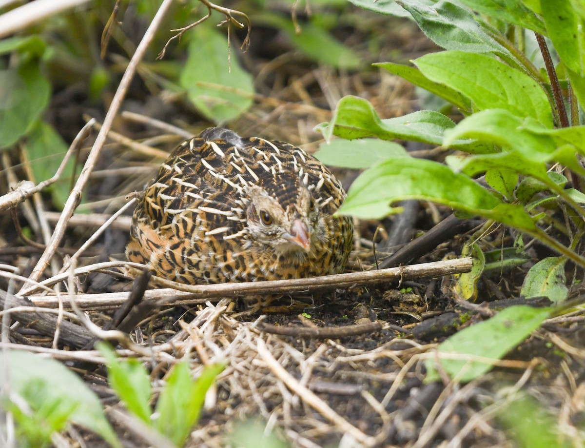 Ocellated Quail - ML637945824