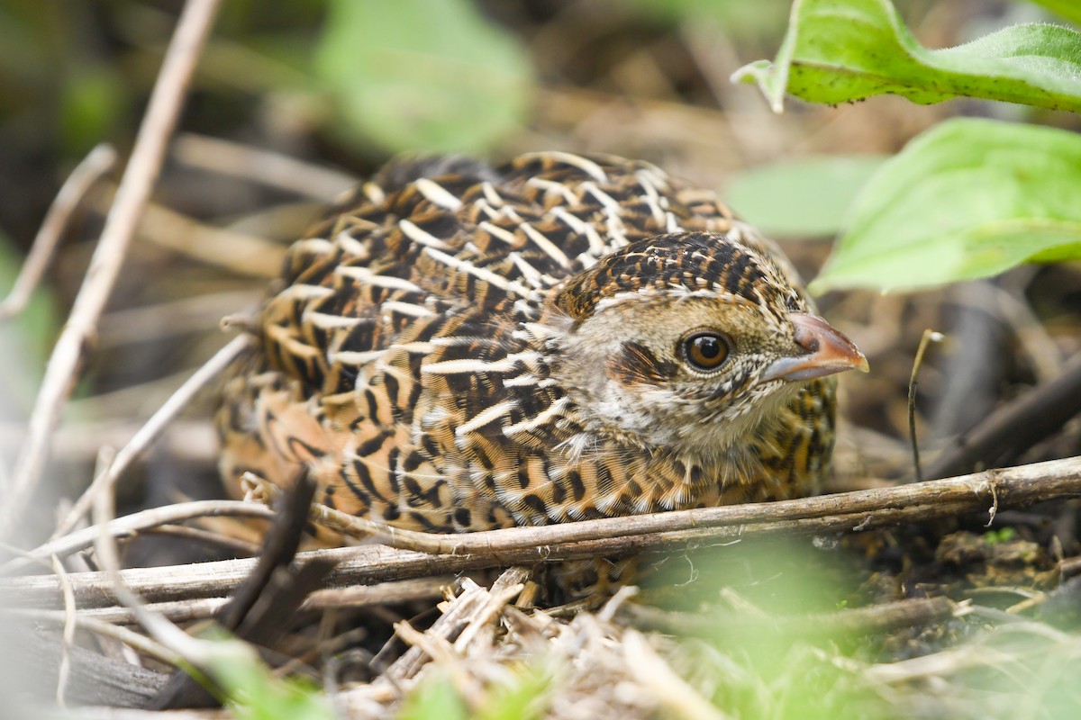Ocellated Quail - ML637945825