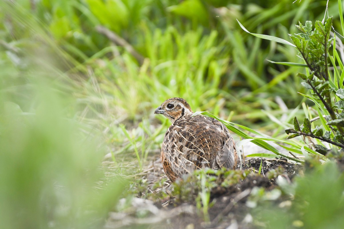Ocellated Quail - ML637945826