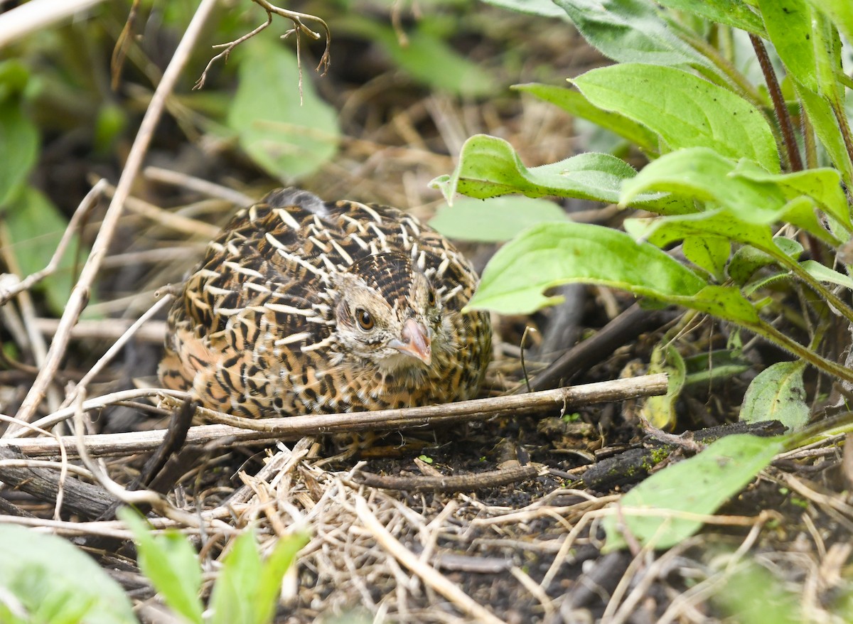 Ocellated Quail - ML637945827