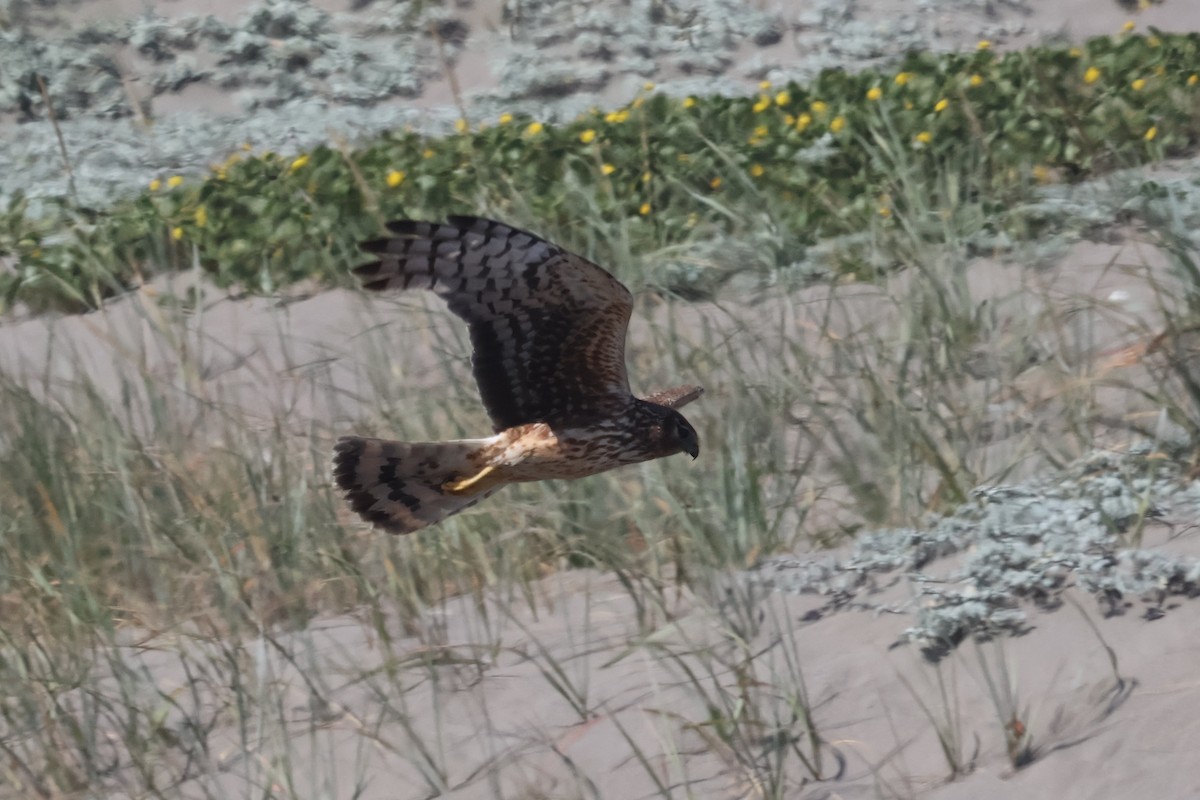 Northern Harrier - ML637945828