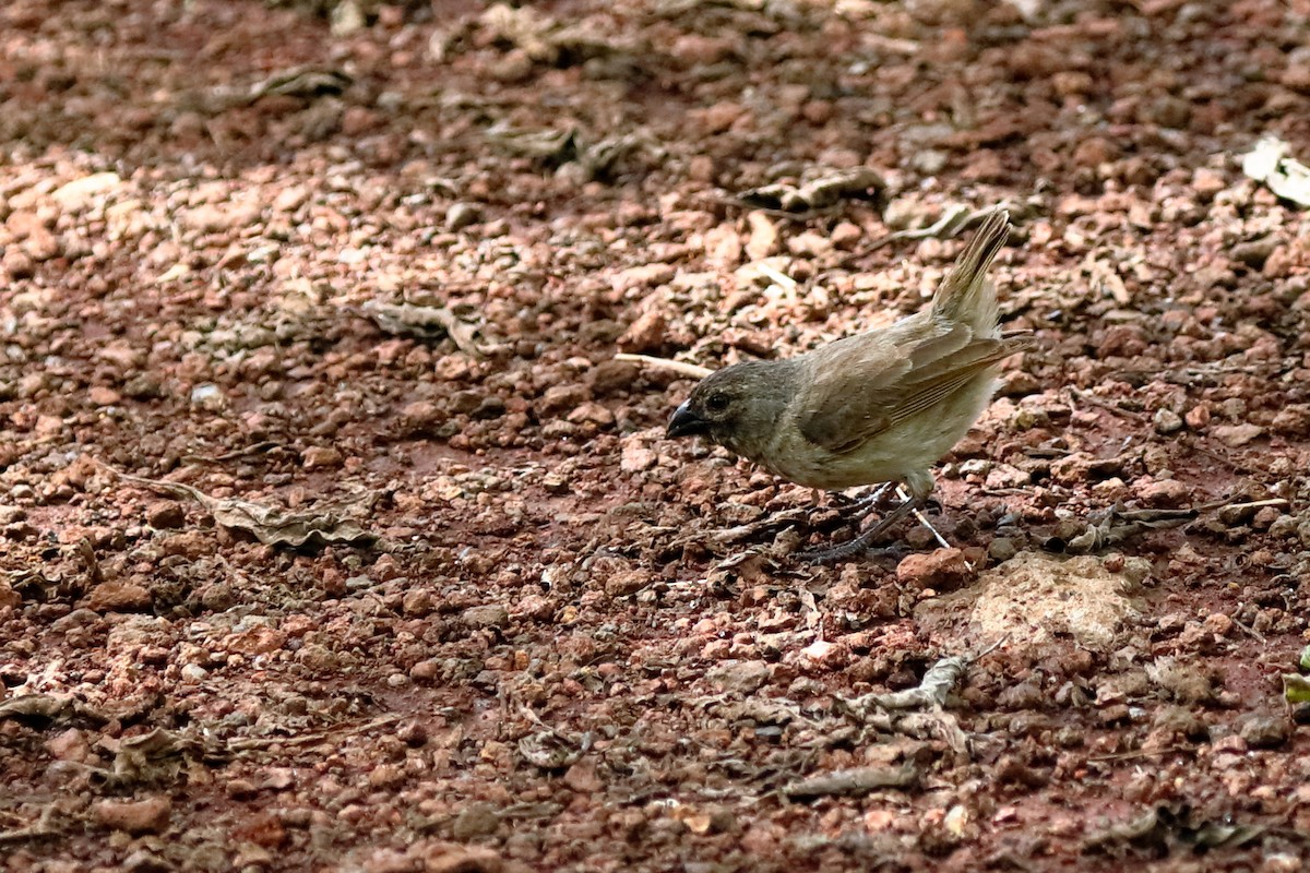 Large Tree-Finch - ML637945837