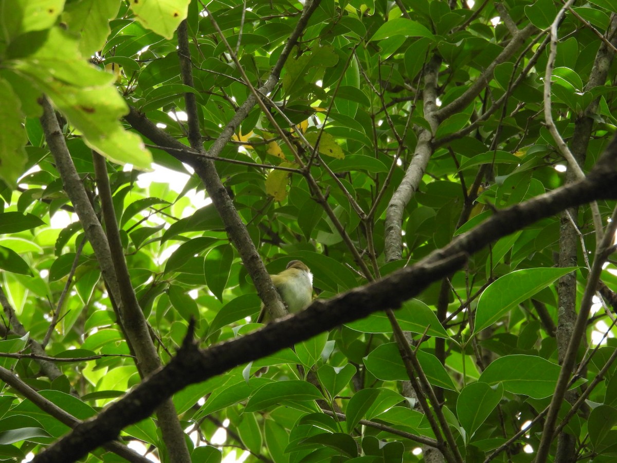 Sarı Böğürlü Vireo - ML637945841