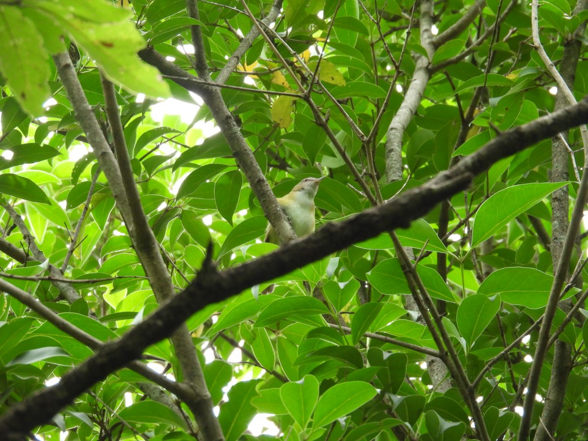 Sarı Böğürlü Vireo - ML637945843