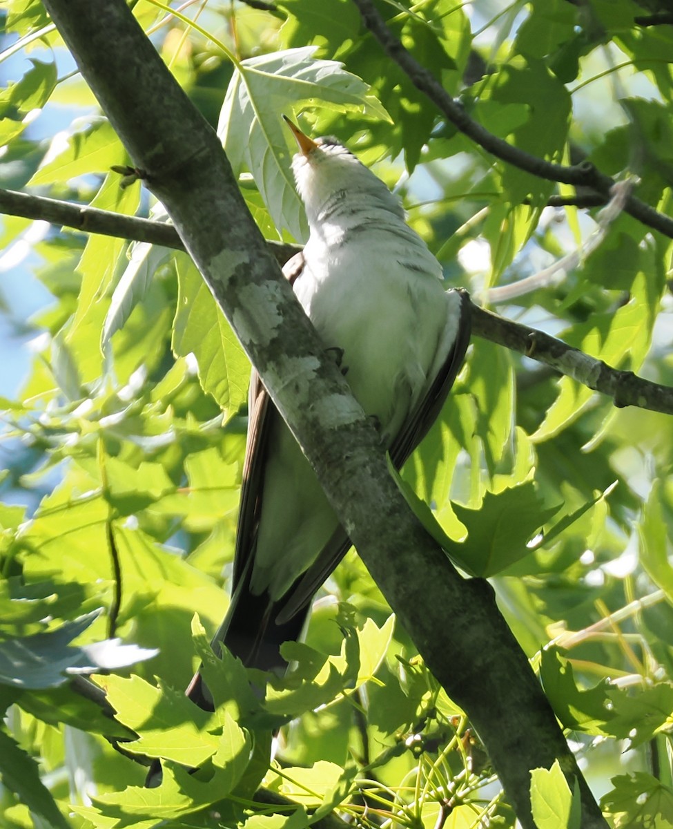 Yellow-billed Cuckoo - ML637945858