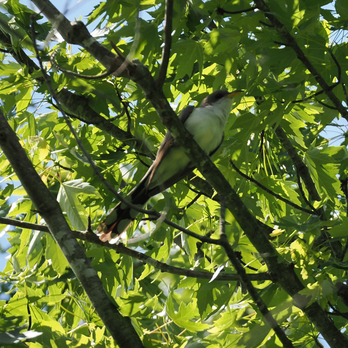 Yellow-billed Cuckoo - ML637945859