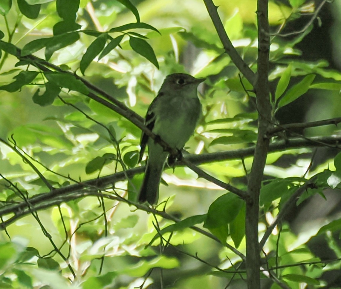 Eastern Wood-Pewee - ML637945870