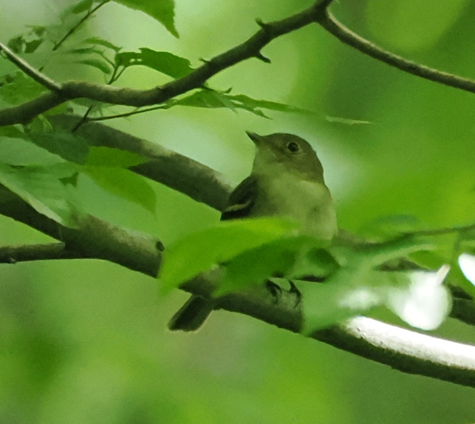 Acadian Flycatcher - ML637945873