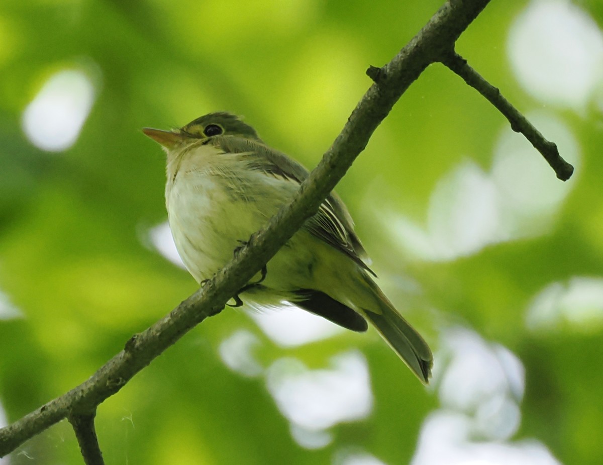 Acadian Flycatcher - ML637945874
