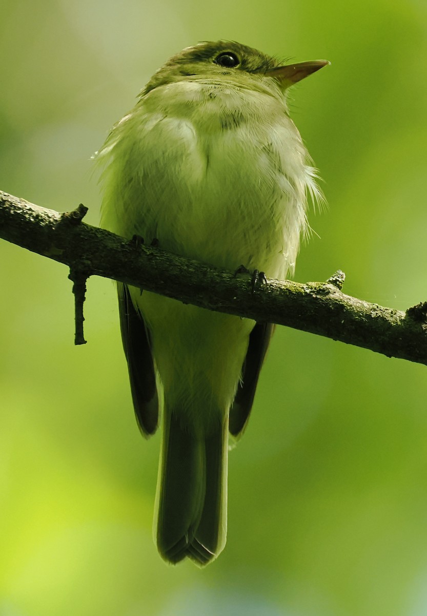 Acadian Flycatcher - ML637945875