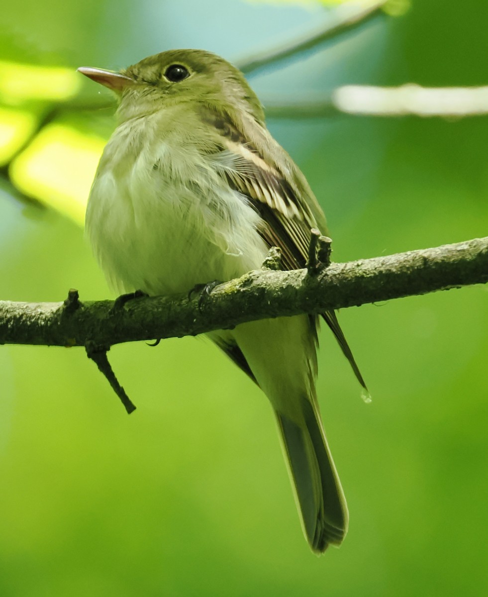Acadian Flycatcher - ML637945876