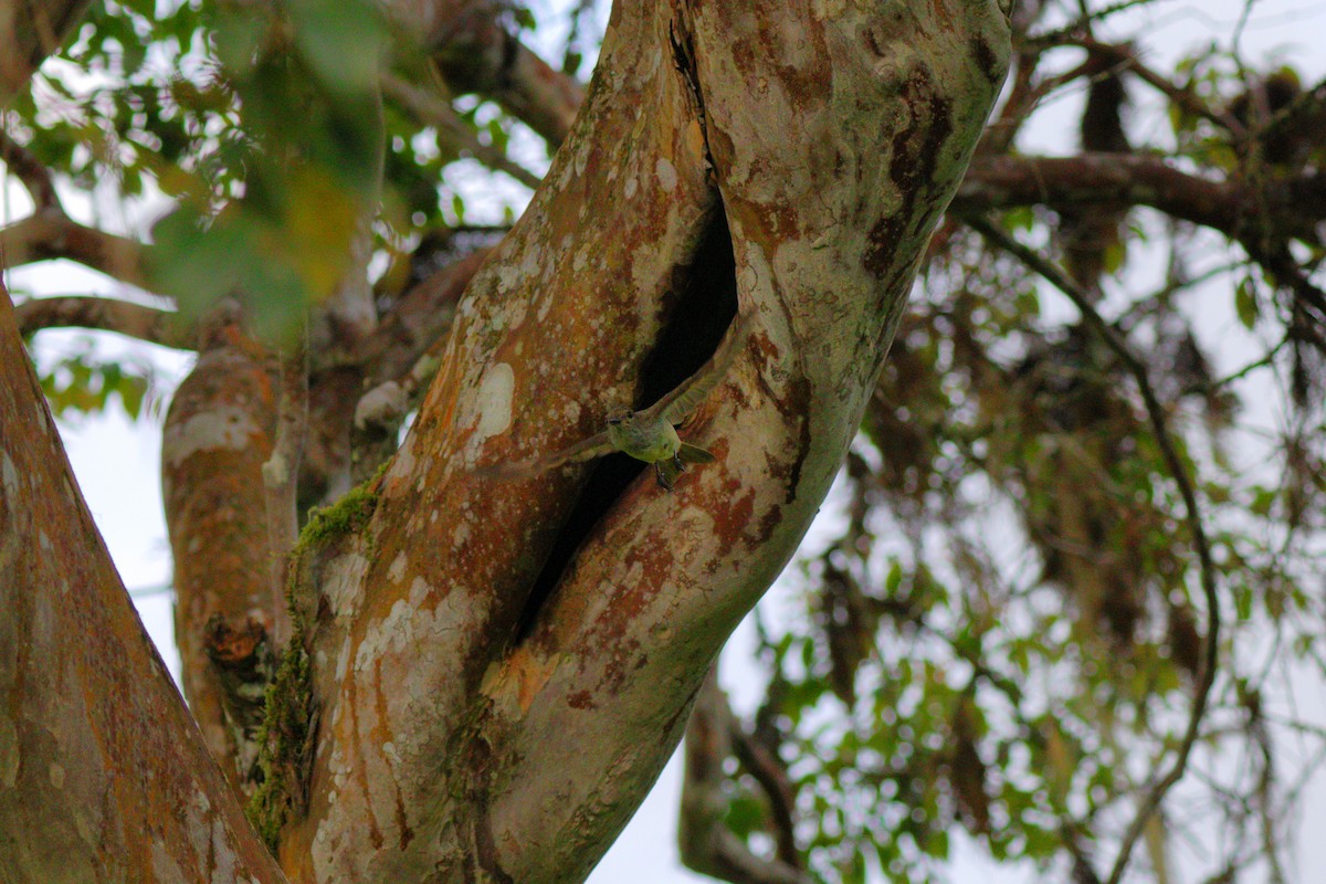 Galapagos Flycatcher - ML637945877